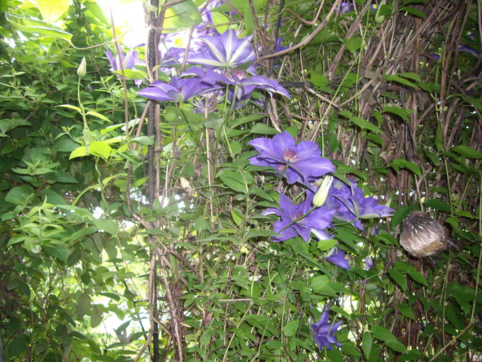 IMGP9297
