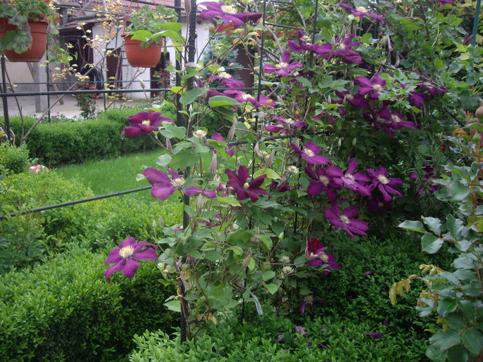 IMGP9325 - CLEMATITE - 2014-2017