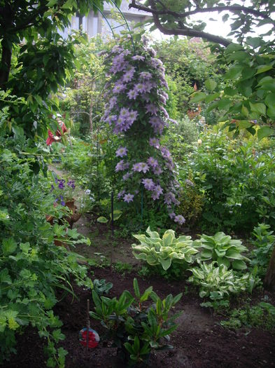 IMGP9326 - CLEMATITE - 2014-2017