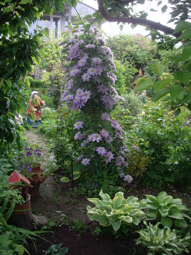 IMGP9327 - CLEMATITE - 2014-2017