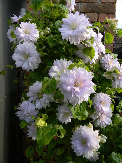 Belle of woking