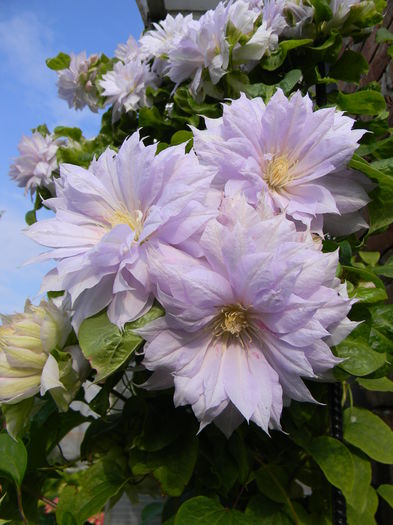 Belle of woking