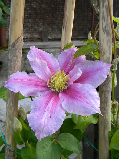 Piilu