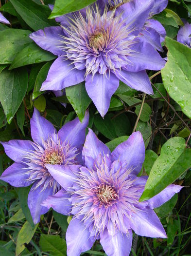 Multi blue