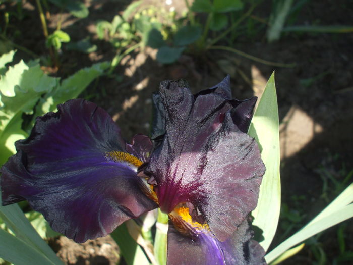 DSCF8404 - subalbum gradina irisi 2 in 2016