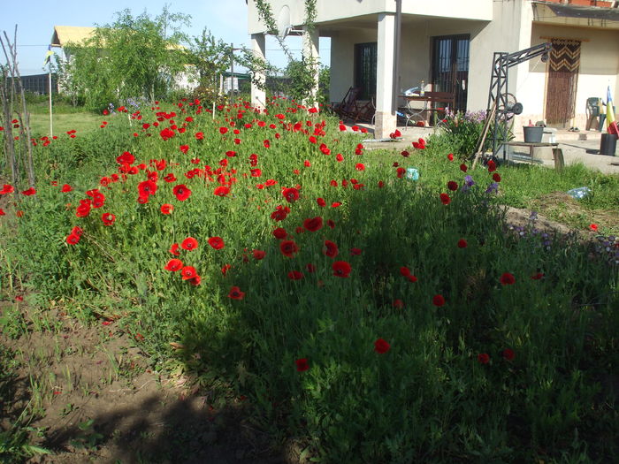 DSCF8406 - subalbum gradina irisi 2 in 2016