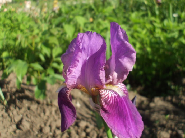 DSCF8408 - subalbum gradina irisi 2 in 2016