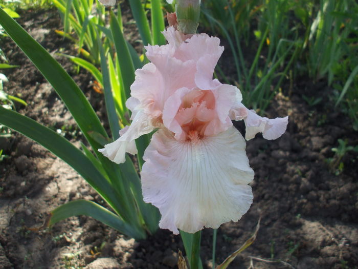 Pink - subalbum gradina irisi 2 in 2016