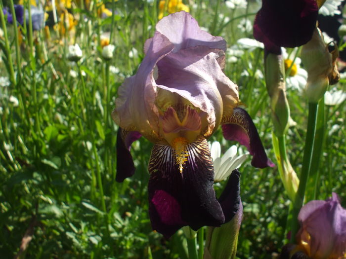 DSCF8415 - subalbum gradina irisi 2 in 2016