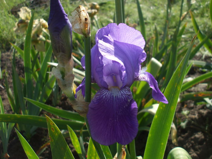 DSCF8422 - subalbum gradina irisi 2 in 2016