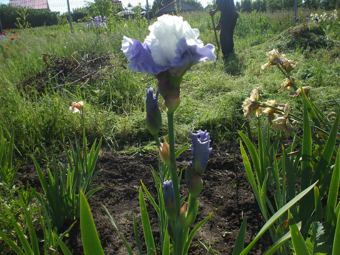 DSCF8425 - subalbum gradina irisi 2 in 2016