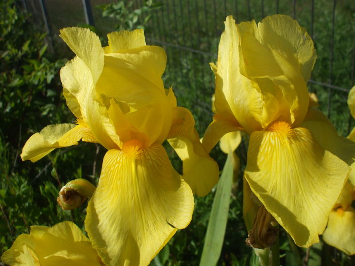 DSCF8442 - subalbum gradina irisi 2 in 2016