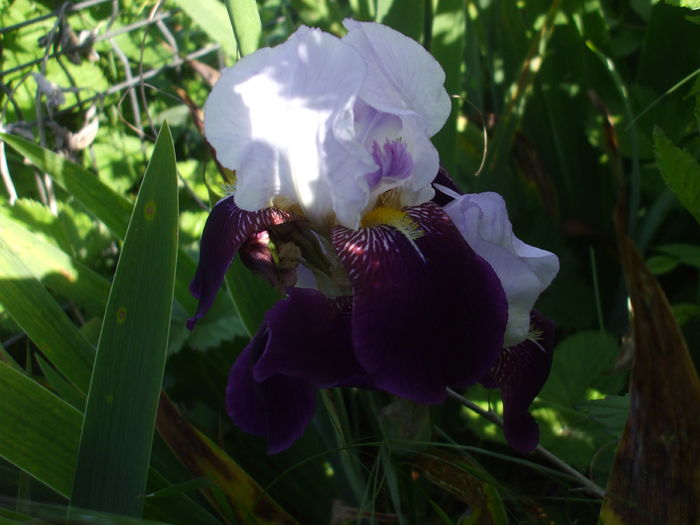 DSCF8446 - subalbum gradina irisi 2 in 2016