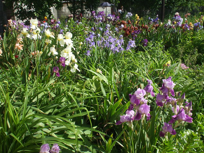 DSCF8447 - subalbum gradina irisi 2 in 2016