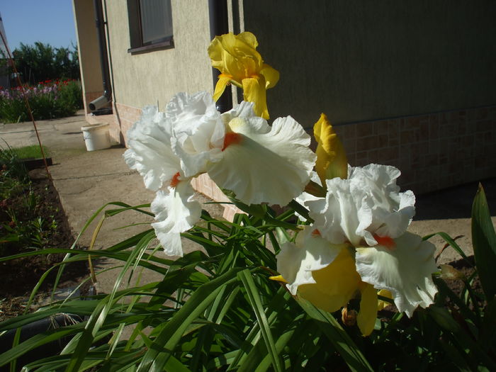 DSCF8454