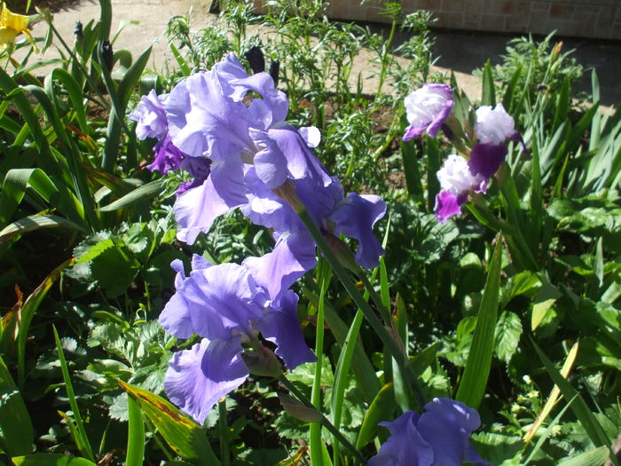 DSCF8457