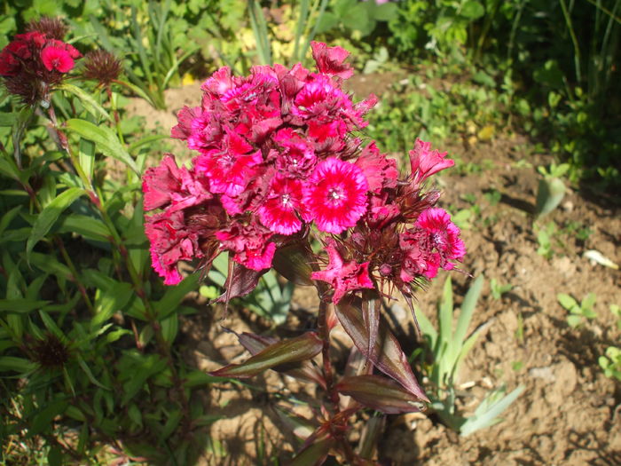 DSCF8469