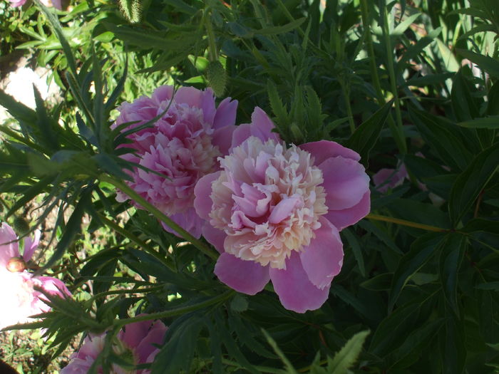 DSCF8470
