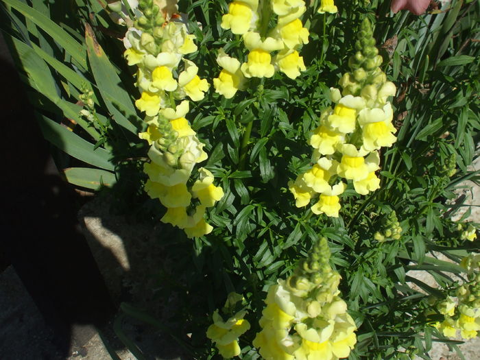 DSCF8473