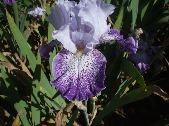 DSCF8486
