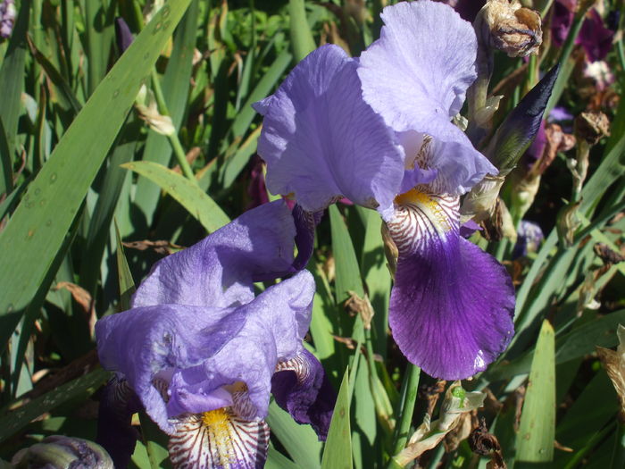 DSCF8492