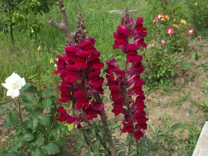 DSCF8498