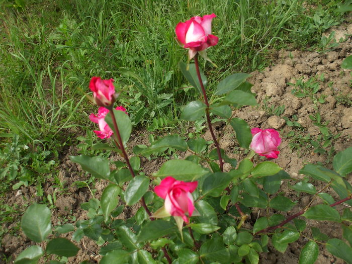 DSCF8499