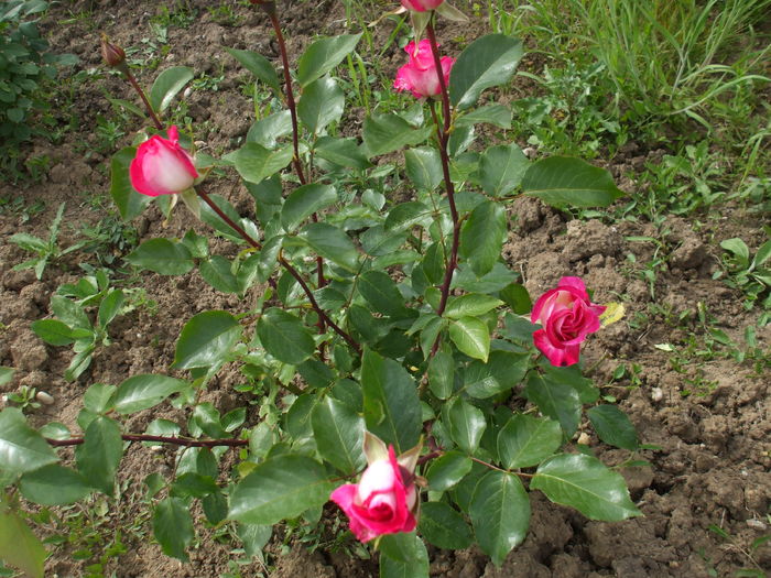 DSCF8501