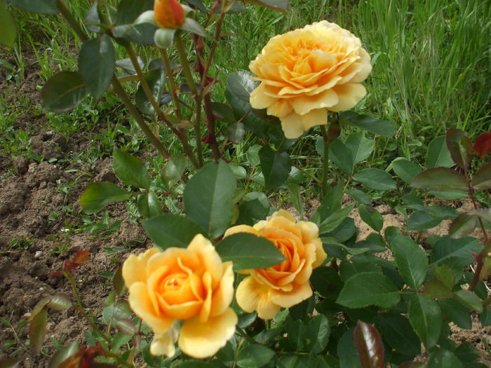 DSCF8503