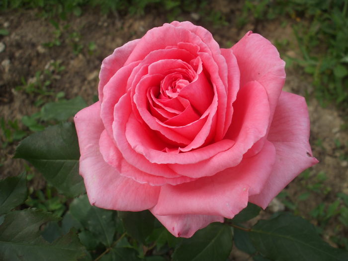DSCF8504