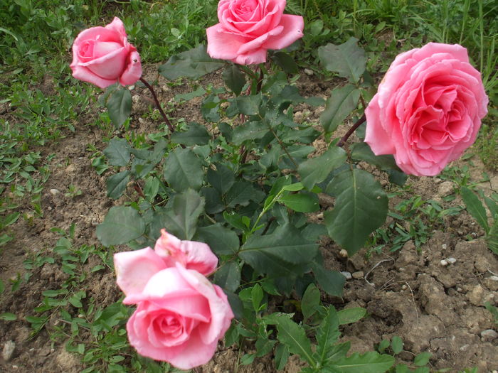 DSCF8505