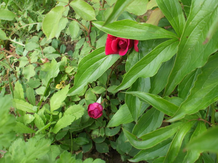 DSCF8506