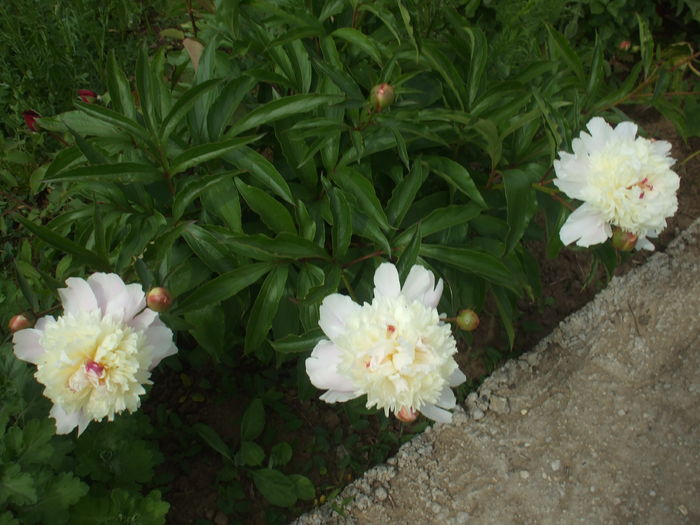 DSCF8507