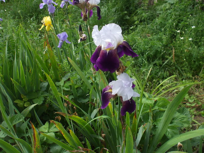 DSCF8515