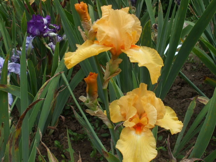 DSCF8532