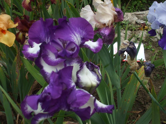 DSCF8541