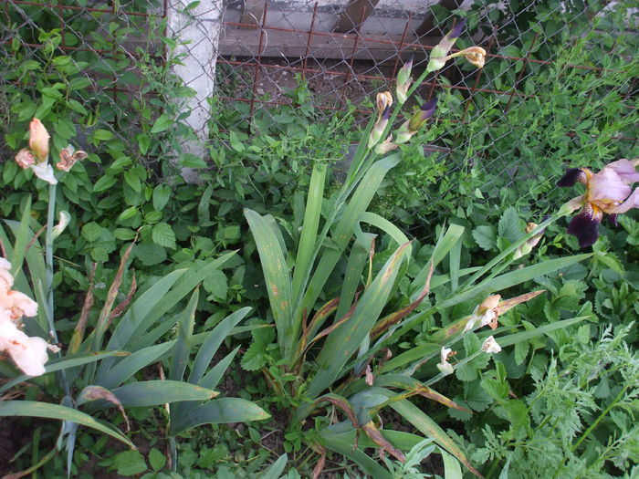 DSCF8593 - subalbum gradina irisi 2 in 2016