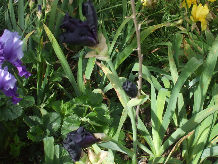 DSCF8605 - subalbum gradina irisi 2 in 2016