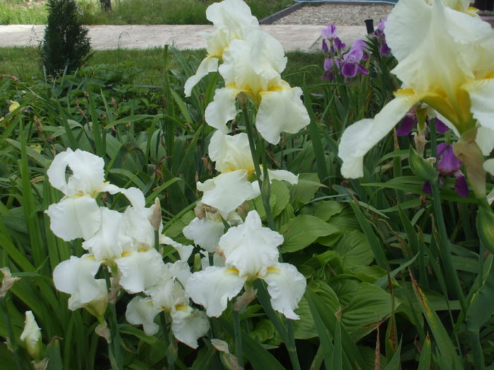 DSCF8606 - subalbum gradina irisi 2 in 2016
