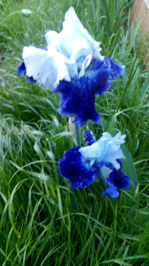 IMG_20160518_203430 - Primavara