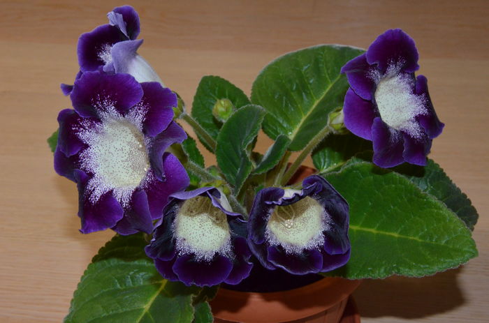 Dream in the Cloude Pretty Galina