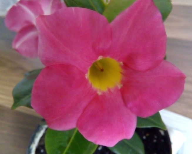 Dipladenia roz - Flori 2016