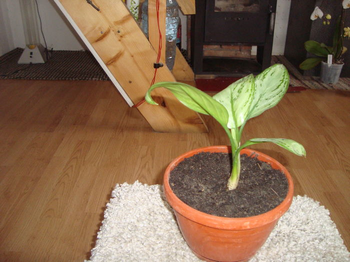 016; o noua achizitie primita de la fiica mea
