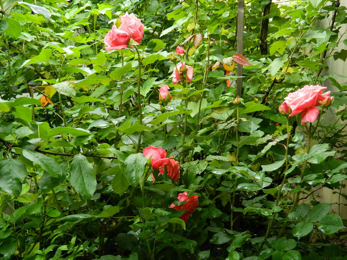 DSCN8764 - 2016 MAI_3