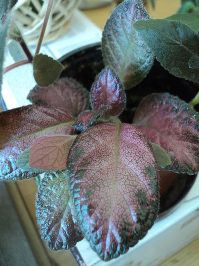 DSC09769 - 2016-EPISCIA