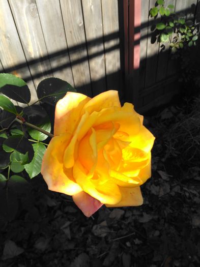trandafir mama 2016 (1) - florile lui 2016