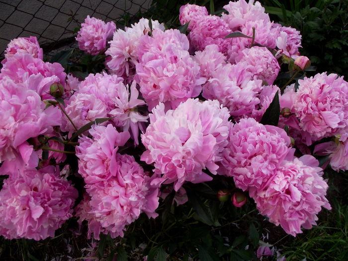 bujor roz 1 parfumat - flori gradina si balcon