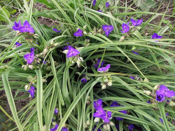 tradescantia andersoniana 1