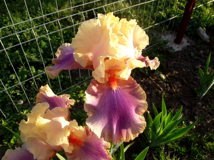 iris summer fiesta