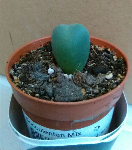 Conophytum